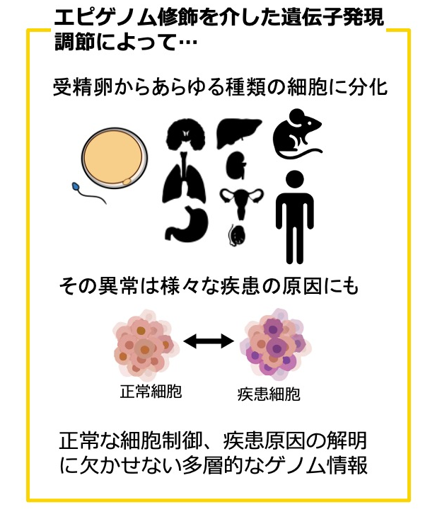 エピゲノムと遺伝子発現