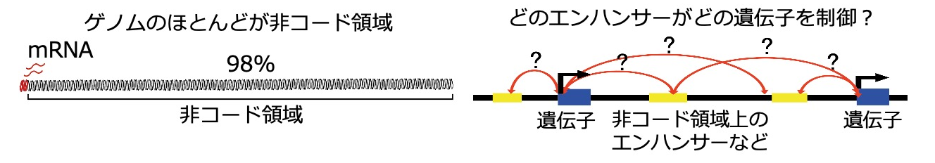 ゲノム非コード領域と3Dゲノム