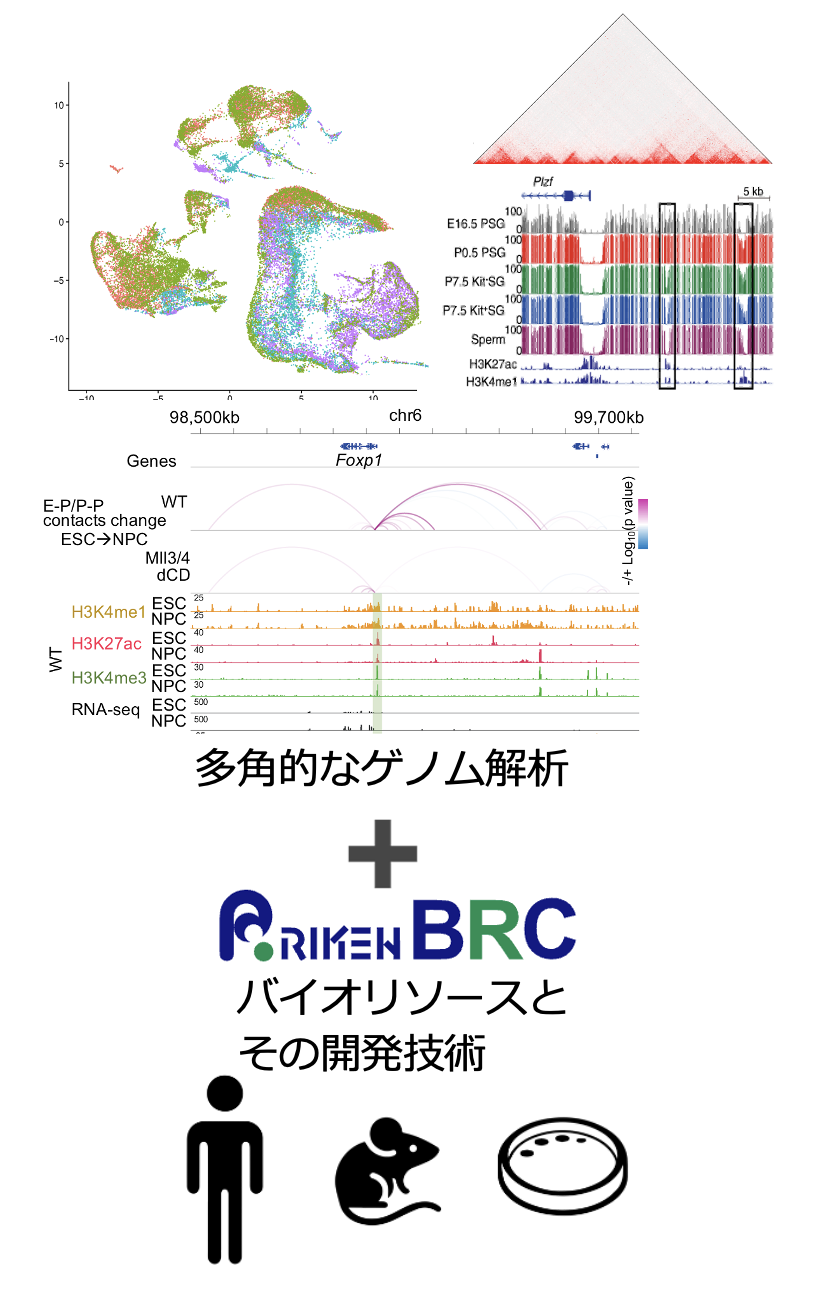 我々の研究